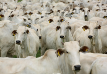 União Europeia suspende importação de carnes e outros produtos de origem animal do Brasil